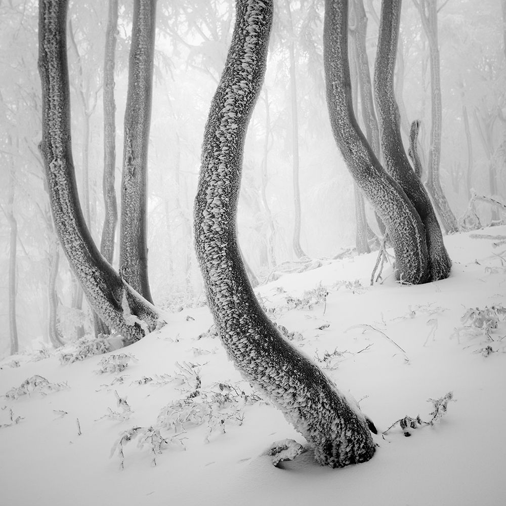 Frozen Forest art print by Martin Rak for $57.95 CAD