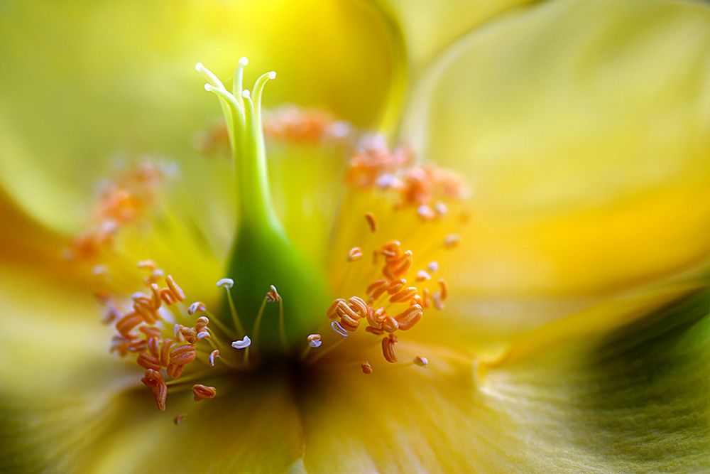 Hypericum art print by Mandy Disher for $57.95 CAD