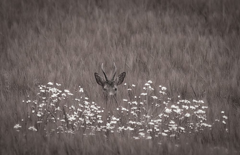 Hidden Behind Flowers art print by Allan Wallberg for $57.95 CAD