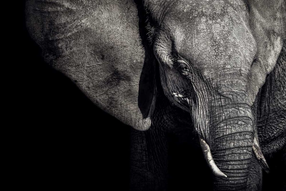 The Matriarch art print by Piet Flour for $57.95 CAD