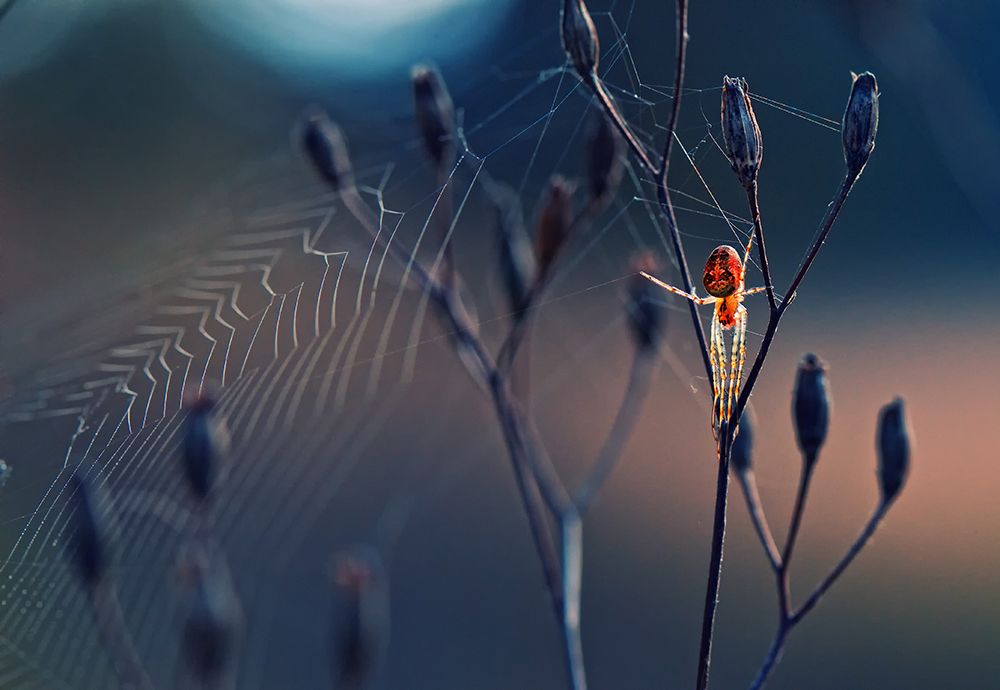 Spider like from another world art print by Krasi Matarov for $57.95 CAD