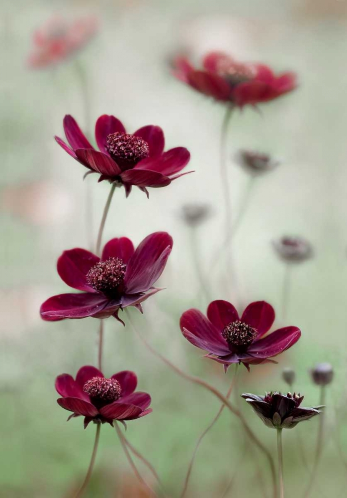 Cosmos Sway art print by Mandy Disher for $57.95 CAD