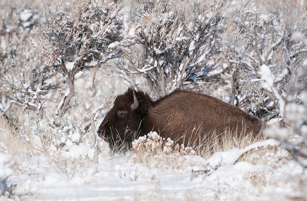 Bison In Winterland art print by Fabiola Forns for $57.95 CAD