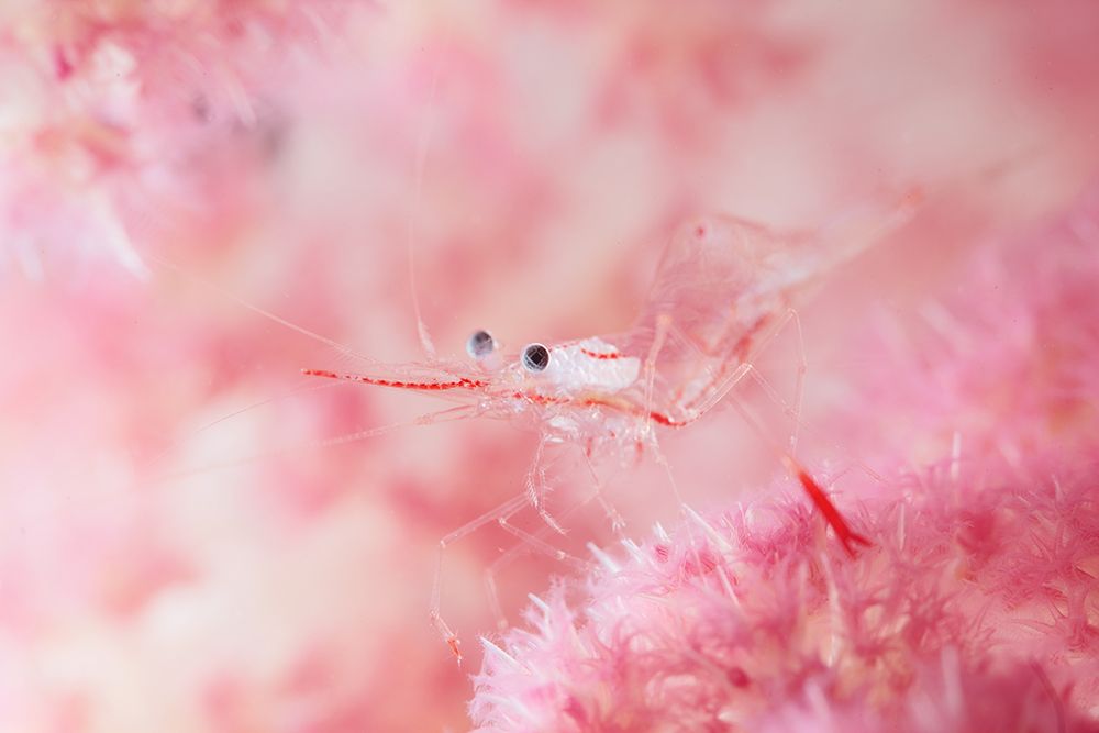 Glamour Shrimp art print by Andrey Narchuk for $57.95 CAD