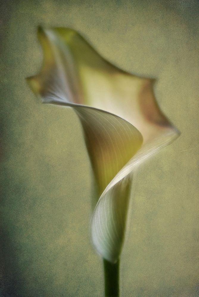 Calla Lily art print by Lotte Andersen for $57.95 CAD