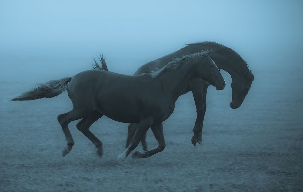 Horses In The Fog art print by Allan Wallberg for $57.95 CAD