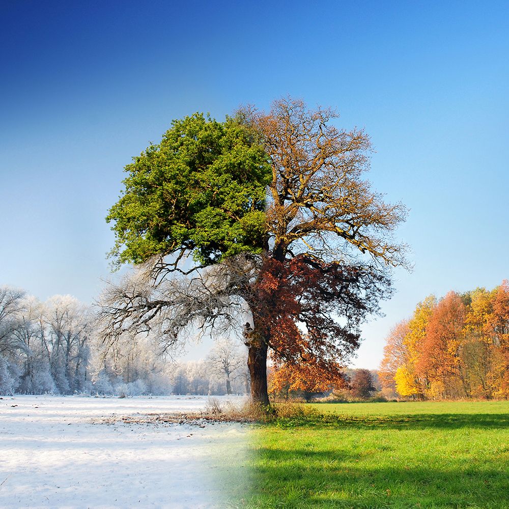 4 Seasons art print by Adam Brzuszek for $57.95 CAD