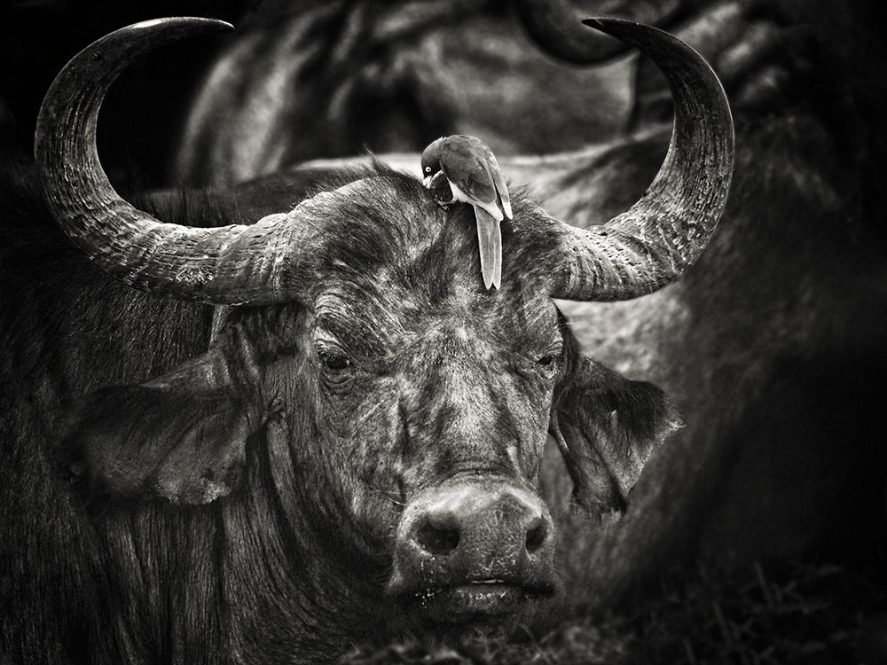Red-billed Oxpecker and the Buffalo art print by Mathilde Guillemot for $57.95 CAD