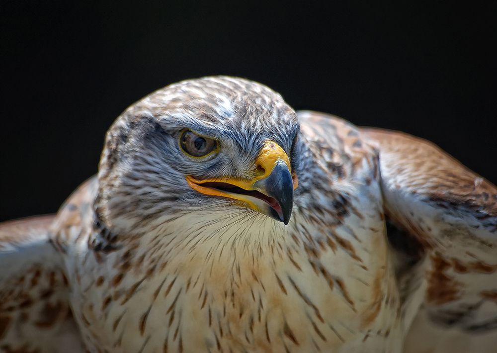 Red-tailed Hawk art print by Alain Turgeon for $57.95 CAD