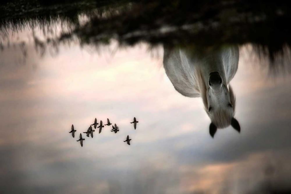 Fly art print by Milan Malovrh for $57.95 CAD
