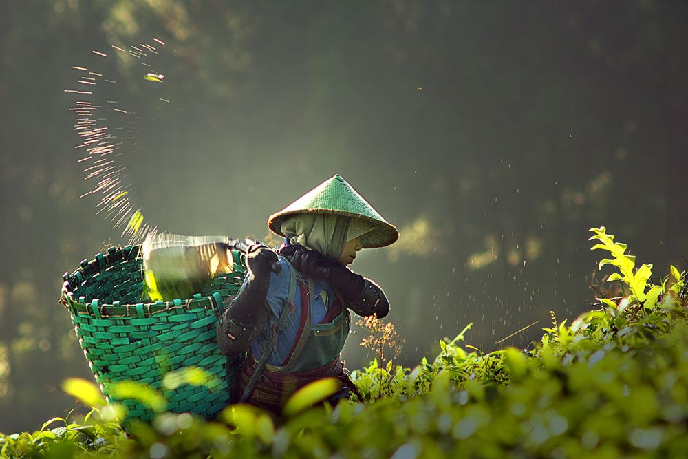 tea pickers art print by Muhammad Raju for $57.95 CAD