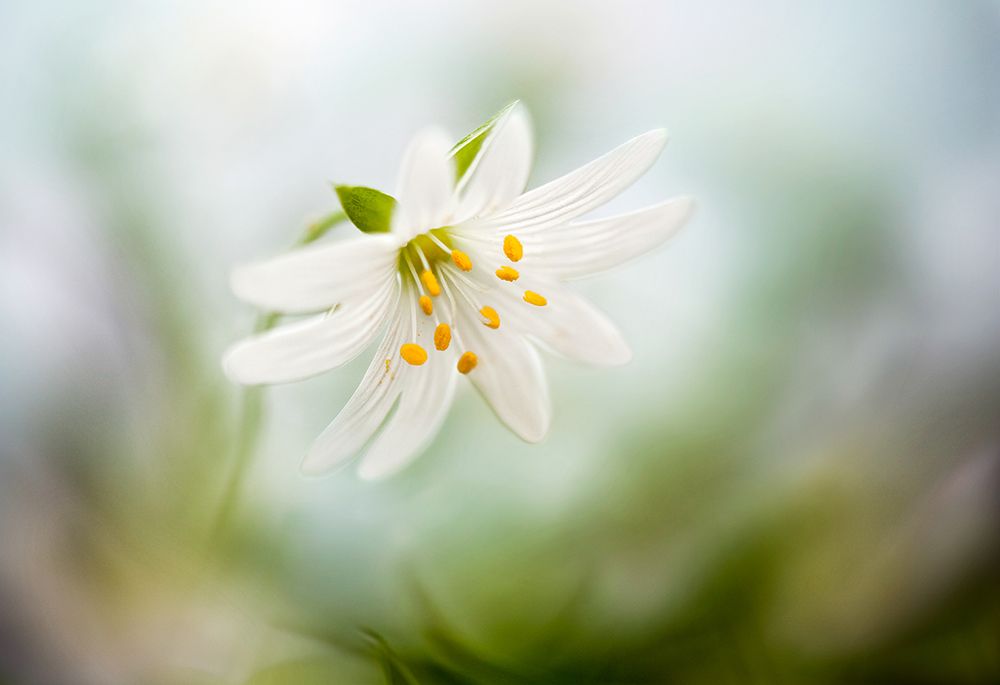 Spring Stitchwort art print by Mandy Disher for $57.95 CAD