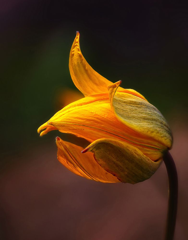 Shine art print by Kent Mathiesen for $57.95 CAD