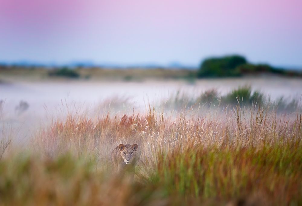 Hide And Seek art print by Frits Hoogendijk for $57.95 CAD