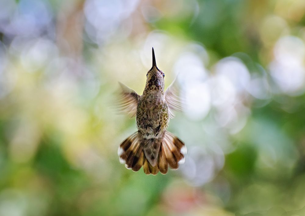 Calypte anna - Hummingbird art print by Derek Galon MA for $57.95 CAD