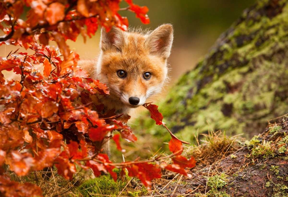 Fox art print by Robert Adamec for $57.95 CAD