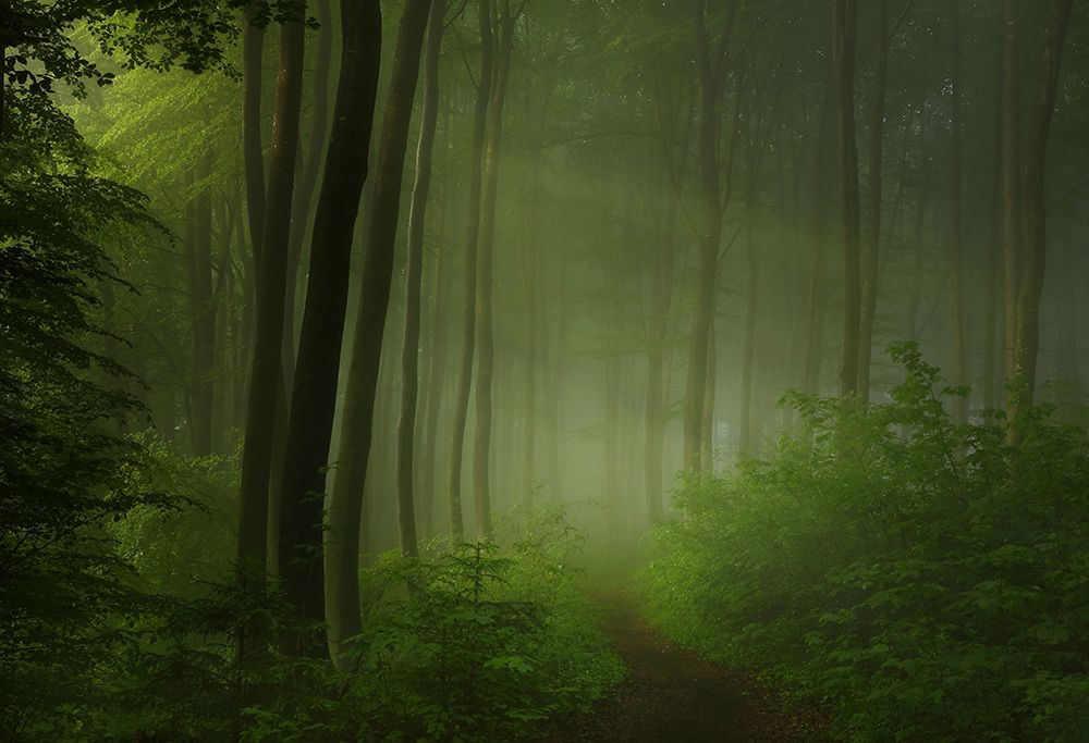Forest Morning art print by Norbert Maier for $57.95 CAD