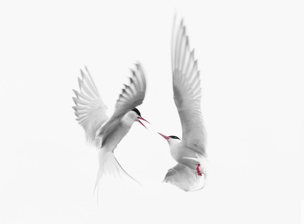 Arctic Terns art print by Fabiola Forns for $57.95 CAD