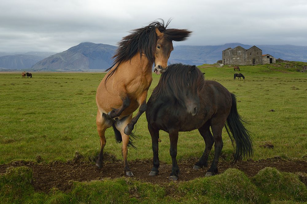 Wild horses art print by Izidor Gasperlin for $57.95 CAD