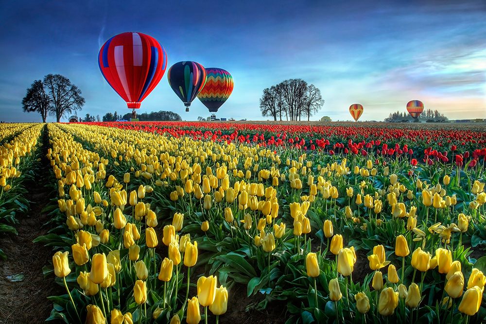 Hot Air Balloons Over Tulip Field art print by William Lee for $57.95 CAD