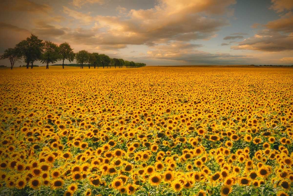 Sunflowers art print by Piotr (Bax) Krol for $57.95 CAD