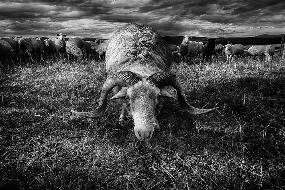 Face to face art print by Peter Majkut for $57.95 CAD