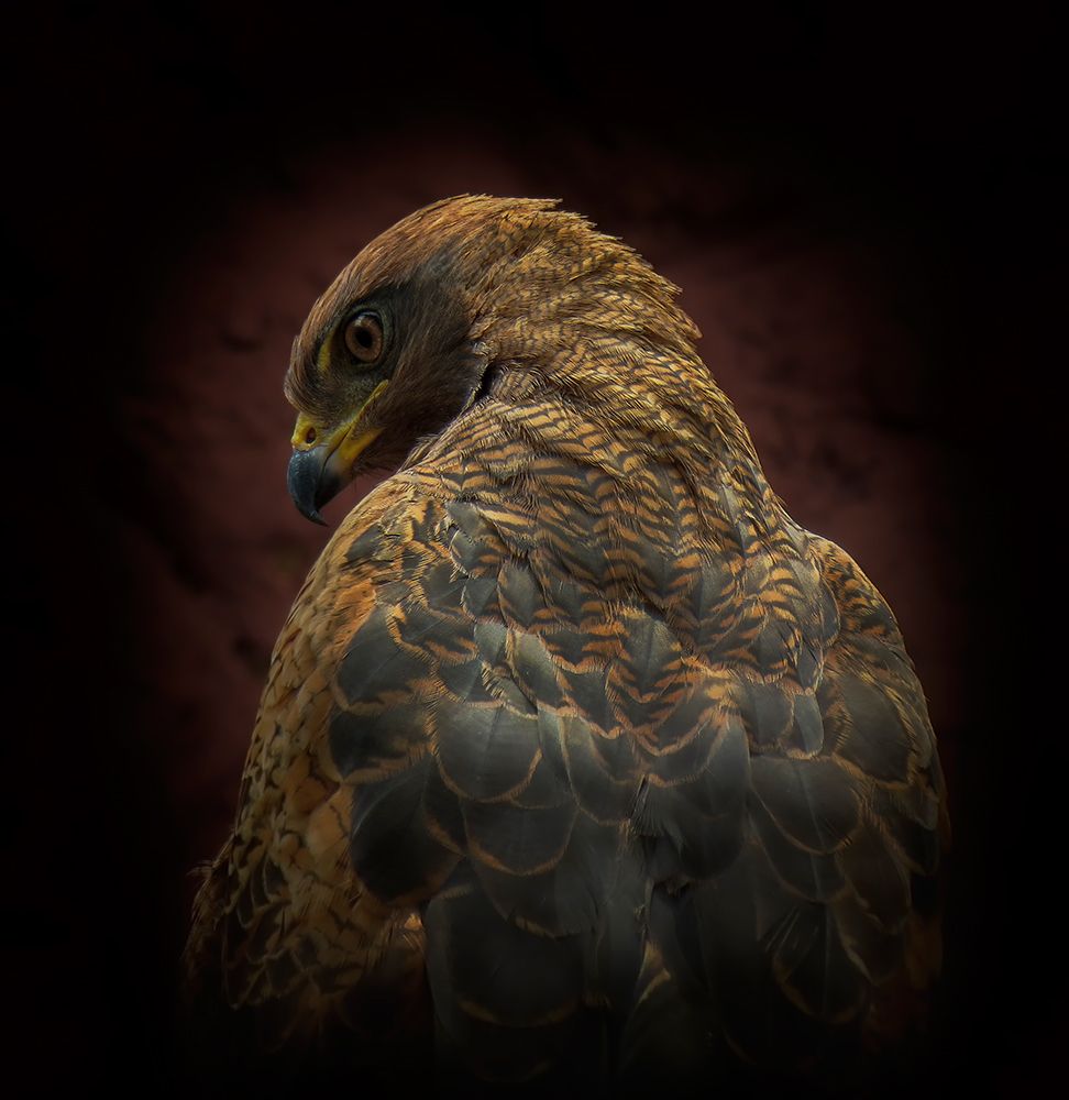 Somebody watch me-Savanna Hawk art print by Ferdinando Valverde for $57.95 CAD