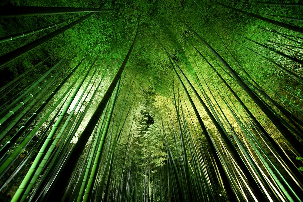 Bamboo Night art print by Takeshi Marumoto for $57.95 CAD