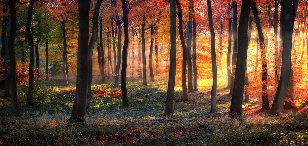 Autumn Woodland Sunrise art print by Photokes for $57.95 CAD