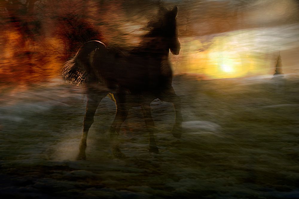 horses of fire art print by Milan Malovrh for $57.95 CAD