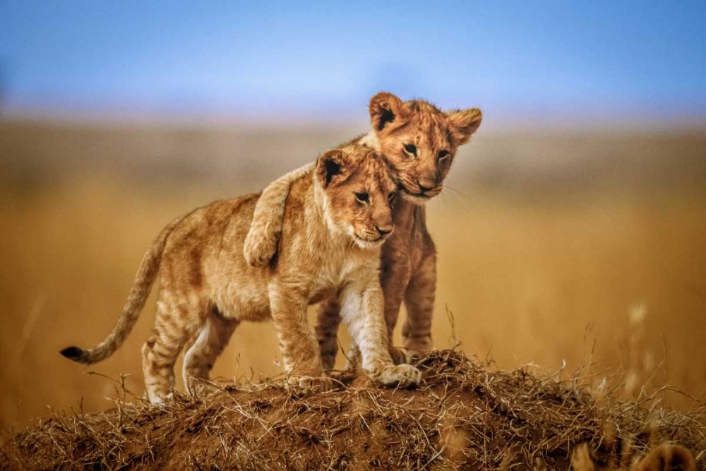 Brothers For Life art print by Jeffrey C. Sink for $57.95 CAD