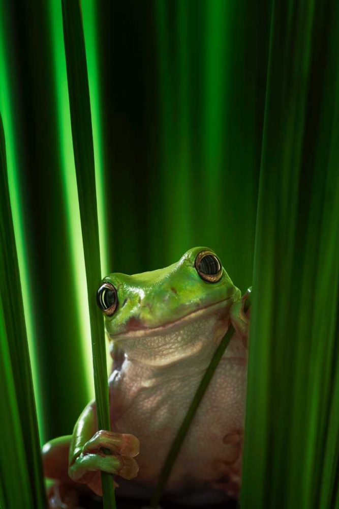 Green Frog art print by Ahmad Gafuri for $57.95 CAD