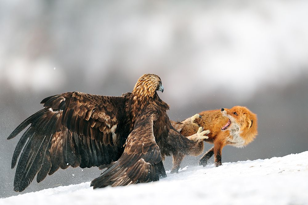 Golden Eagle And Red Fox art print by Yves Adams for $57.95 CAD