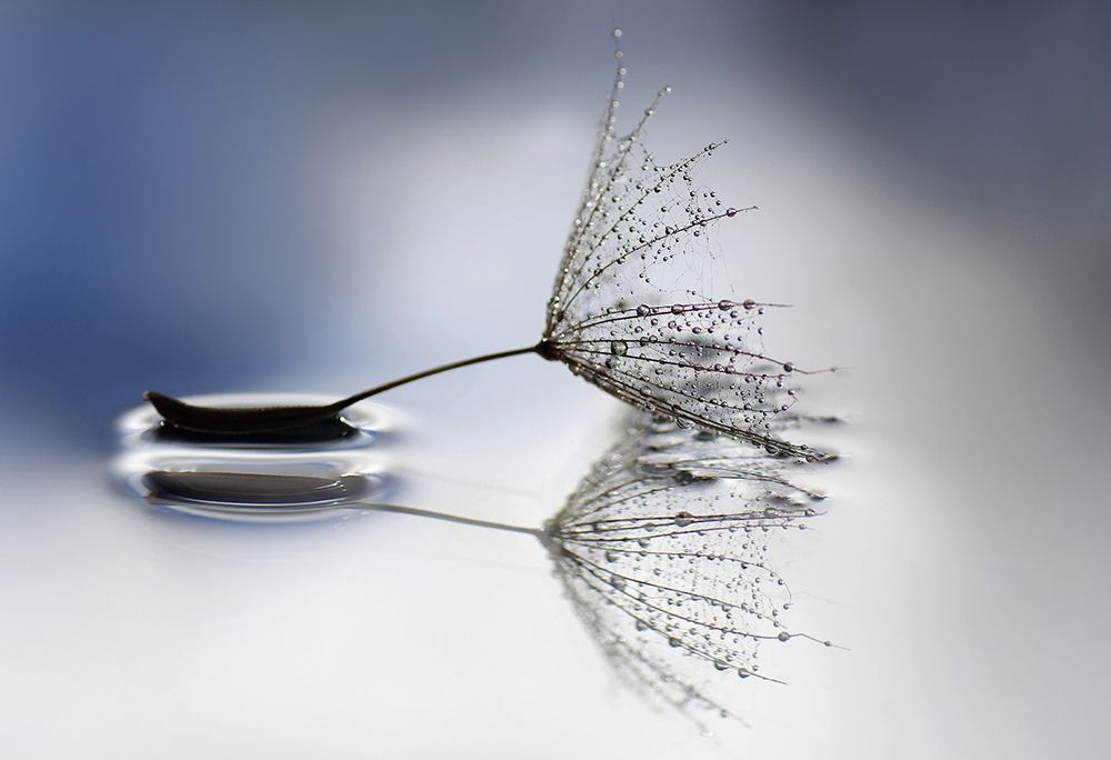 On the surface. art print by Ylva Sjogren for $57.95 CAD