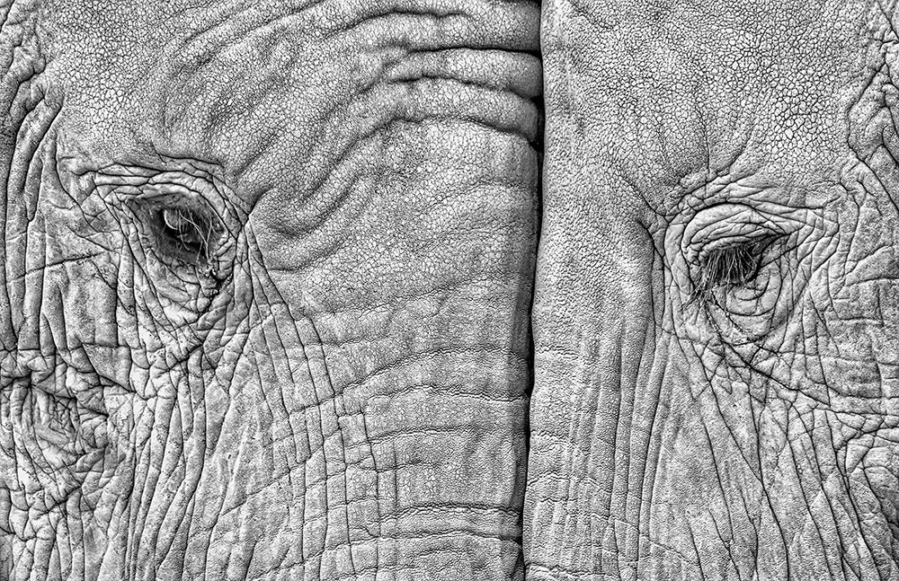 Two Elephants art print by Juan Luis Duran for $57.95 CAD