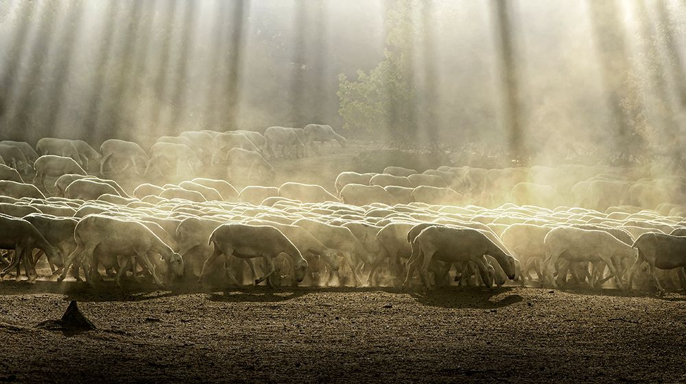 Herd Sheep In The Forest art print by Deyan Georgiev for $57.95 CAD