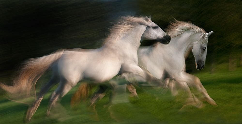 Gallop For Two art print by Milan Malovrh for $57.95 CAD