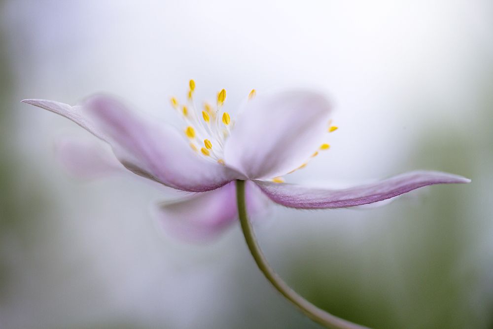 Nemorosa*** art print by Mandy Disher for $57.95 CAD