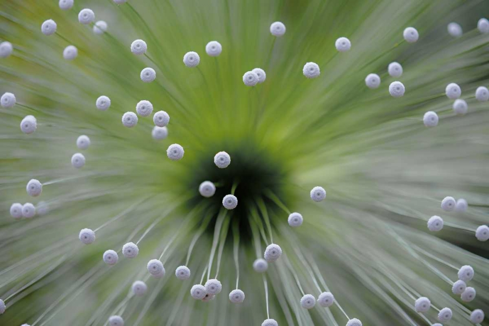 Green And White Ii art print by Wave Faber for $57.95 CAD