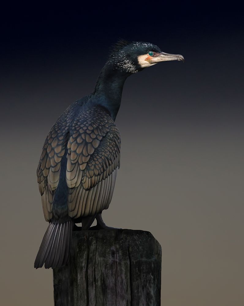 Cormorant palette art print by Martin Eilertsen for $57.95 CAD