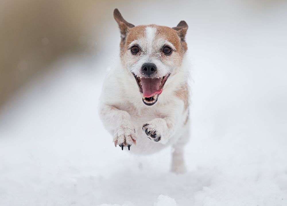 Playing in the snow#1 art print by Thomas Jensen for $57.95 CAD