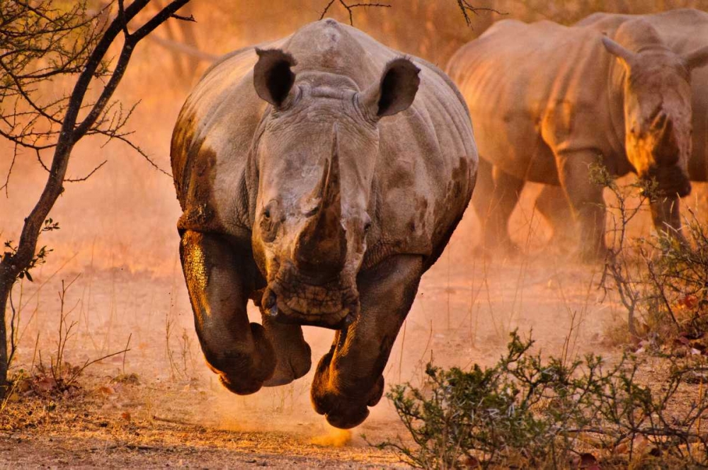 Rhino Learning To Fly art print by Justus Vermaak for $57.95 CAD