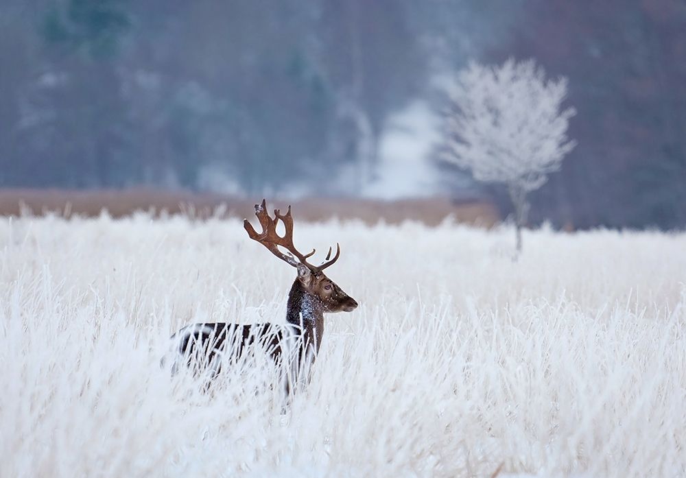 Fallow Deer In The Frozen Winter Landscape art print by Allan Wallberg for $57.95 CAD