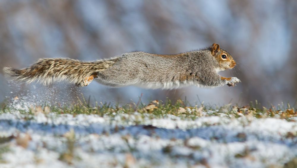 High speed squirrel :) art print by Mircea Costina for $57.95 CAD