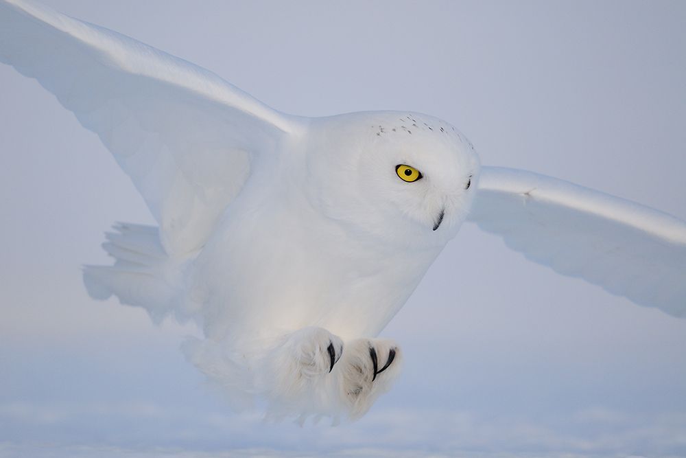 Golden Eyes On The Hunt art print by Yves Adams for $57.95 CAD