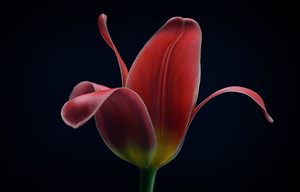 First Tulip art print by Lotte Gronkjar for $57.95 CAD