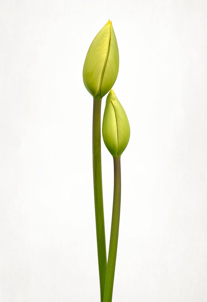 Tulip Time art print by Lotte Gronkjar for $57.95 CAD