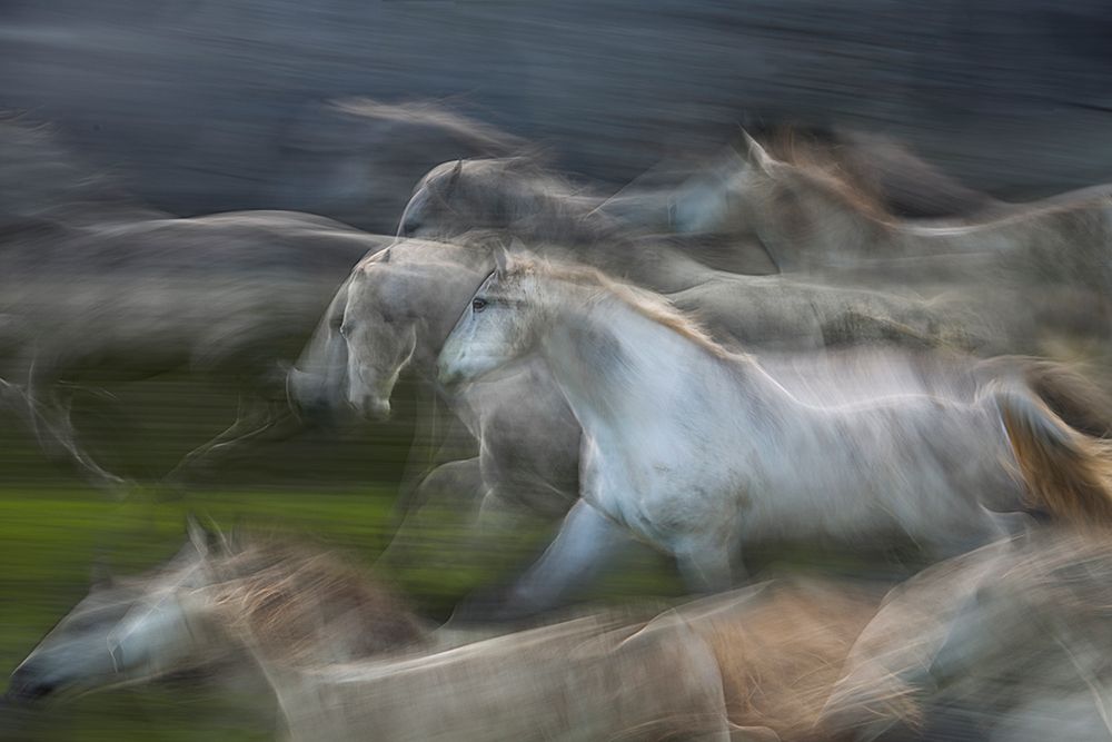 Stampedo art print by Milan Malovrh for $57.95 CAD