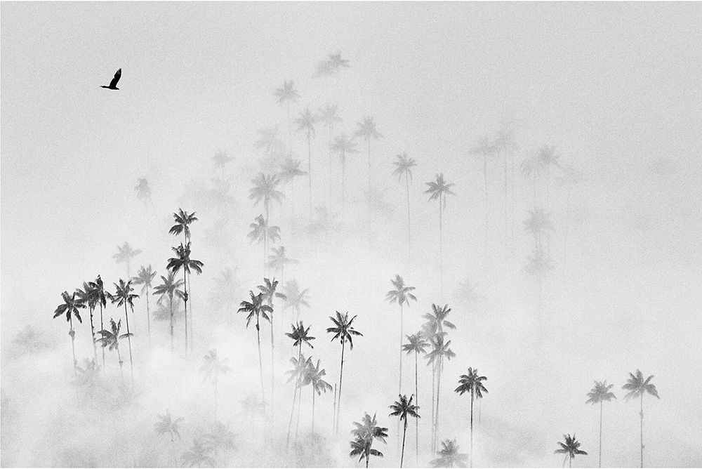 Cocora Valley art print by Alexey Malashin for $57.95 CAD