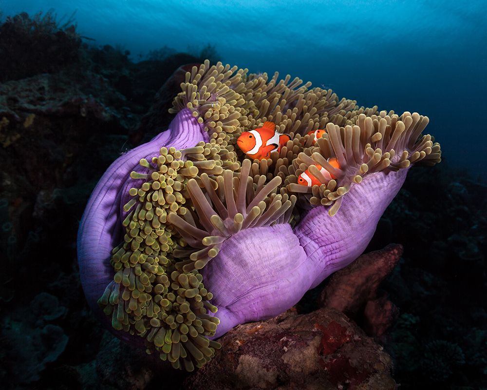 Clown Fish With Magnificent Anemone art print by Marco Fierli for $57.95 CAD
